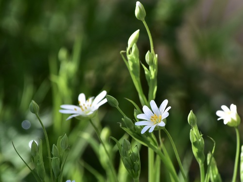 Greater stitchwort