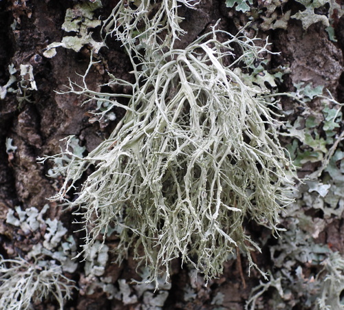 Farinose Cartilage Lichen