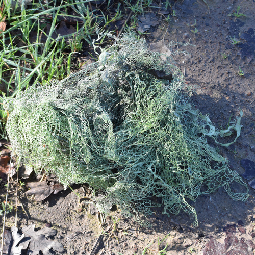 Lace lichen