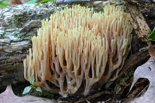 Upright Coral Fungus