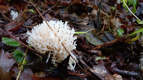 White coral fungus