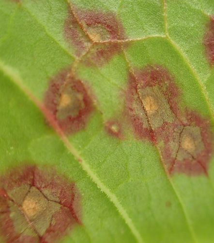 Ramularia rubella