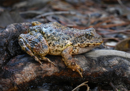 Foothill Yellow-legged Frog