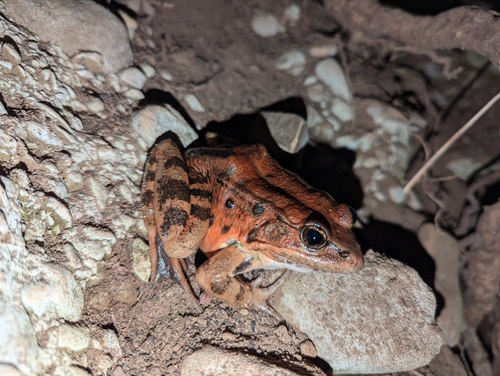 California Red-legged Frog