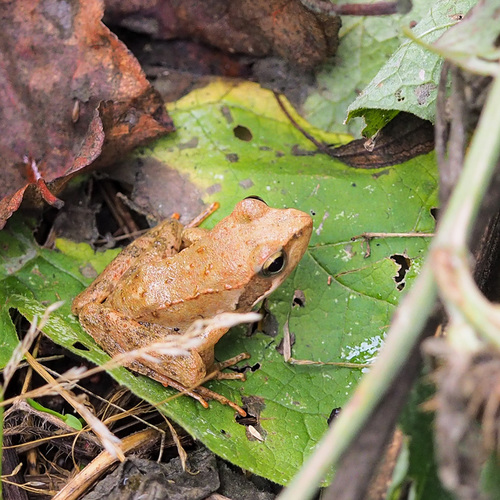 Italian Stream Frog
