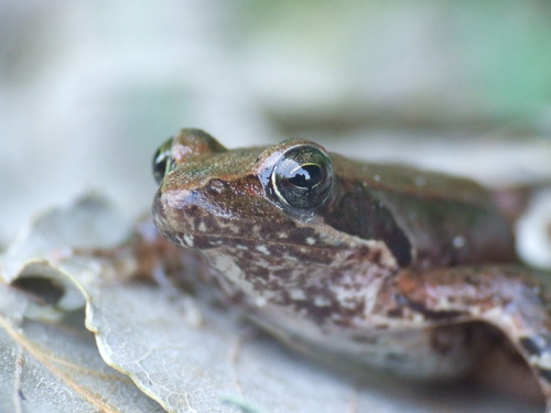 Italian Agile Frog