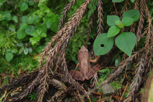 Sauter's Brown Frog