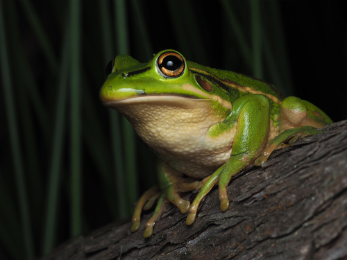 Green-and-Golden Bell Frog