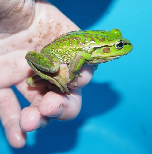Southern Bell Frog