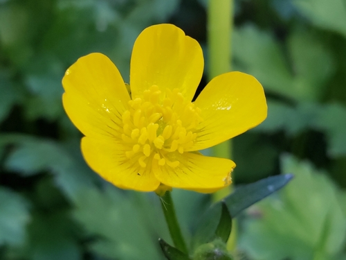 Creeping buttercup