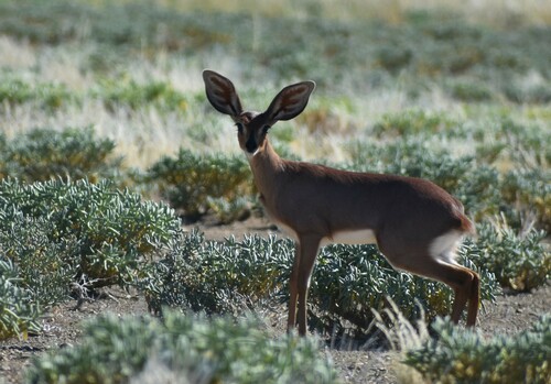 Steenbok