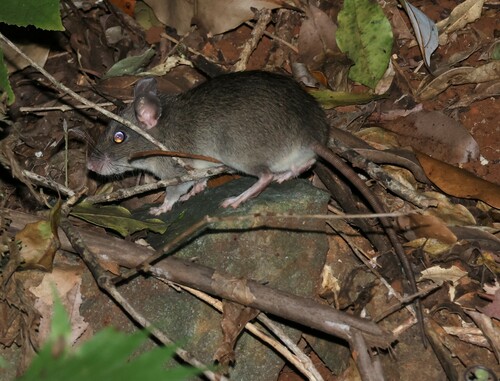 Australian Bush Rat