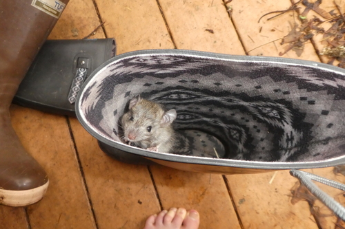 Brown Rat