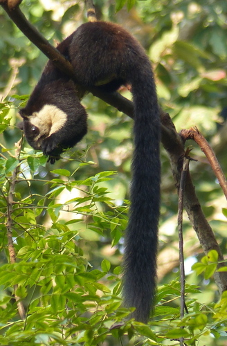 Black Giant Squirrel