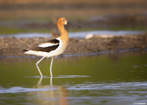 American Avocet