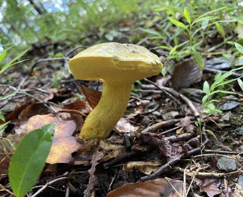 Ornate-stalked bolete