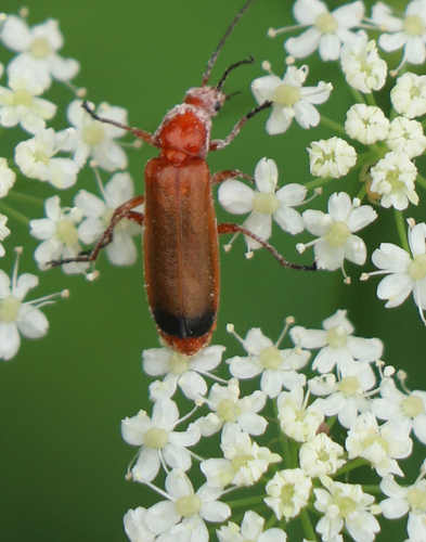 Common Red Soldier Beetle