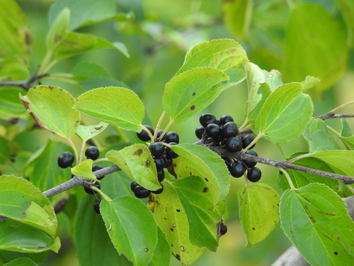 Common buckthorn