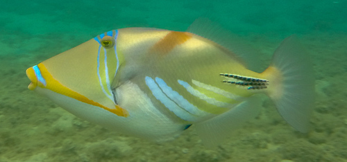 Lagoon Triggerfish