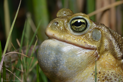 Argentine Toad
