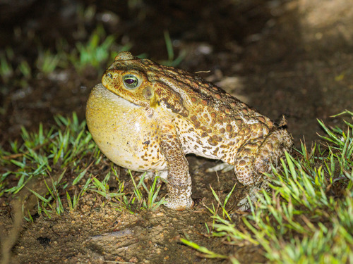 Cururu Toad