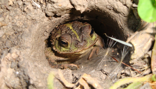 Bella Vista Toad