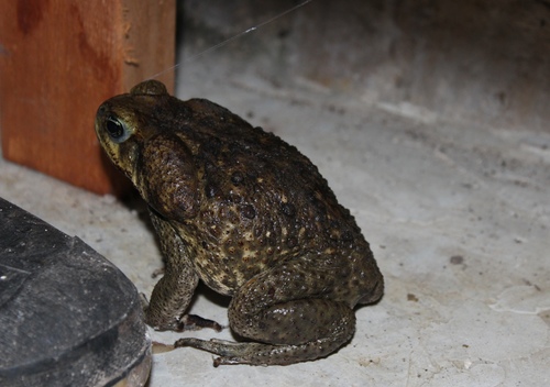 Giant Toad