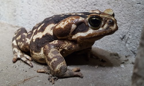 Yellow Cururu Toad