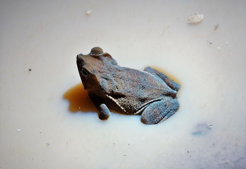 South American Common Toad