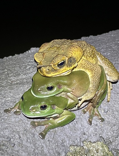 Cane Toad