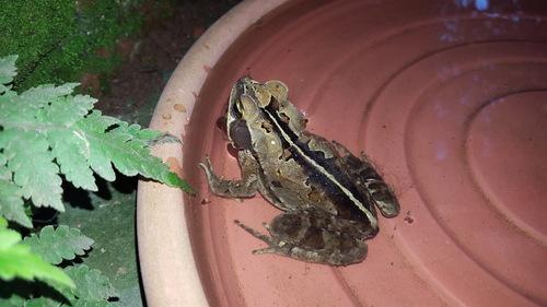 Ornate Forest toad