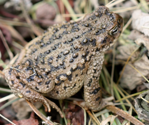 Warty Toad