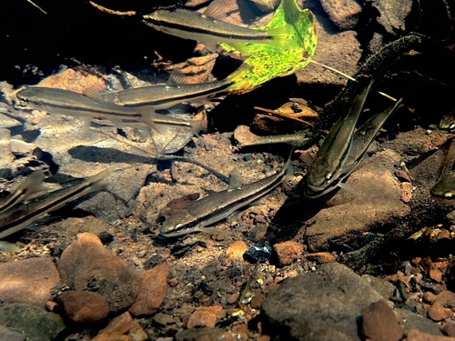 Eastern Blacknose Dace