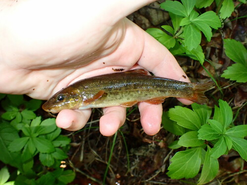 Longnose Dace