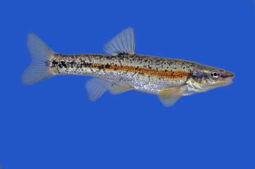 Western Blacknose Dace