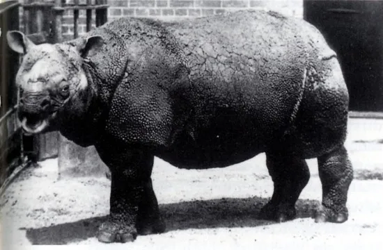 Javan Rhinoceros