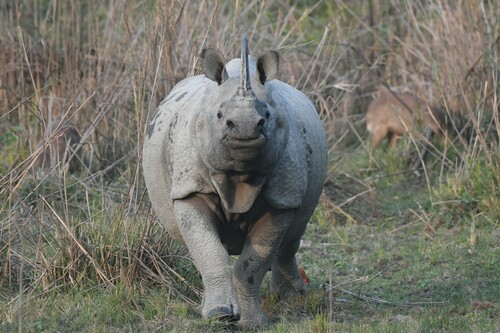 Indian Rhinoceros