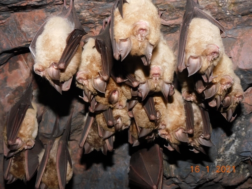 Greater Horseshoe Bat