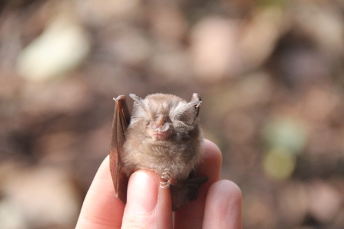 Lesser Horseshoe Bat