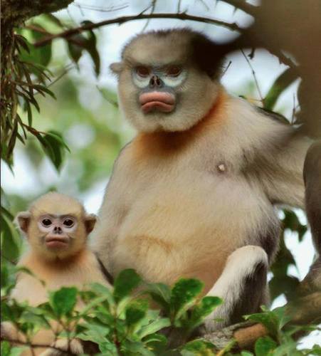 Tonkin Snub-nosed Monkey