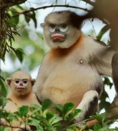 Tonkin Snub-nosed Monkey
