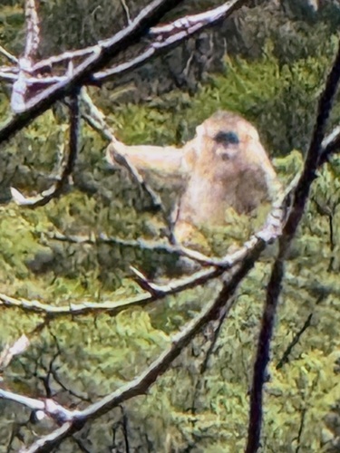 Golden Snub-nosed Monkey