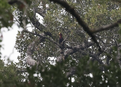 Helmeted Hornbill