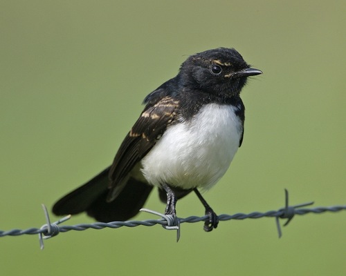 Willie Wagtail