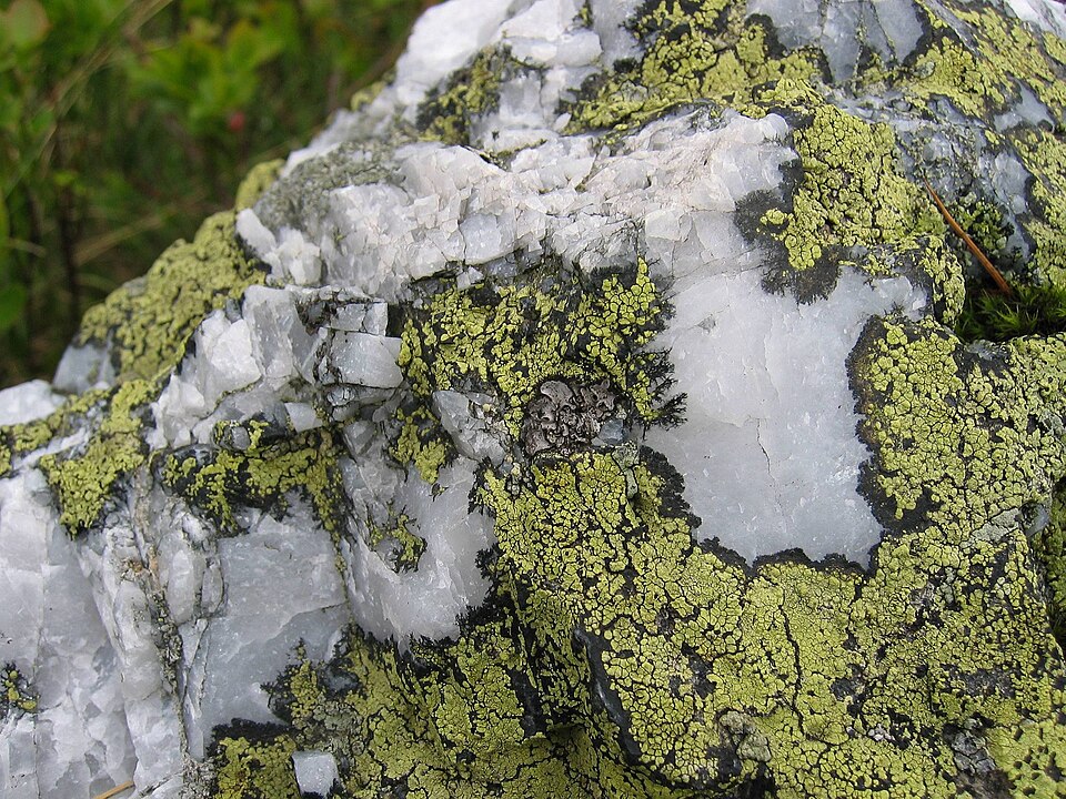 Yellow map lichen