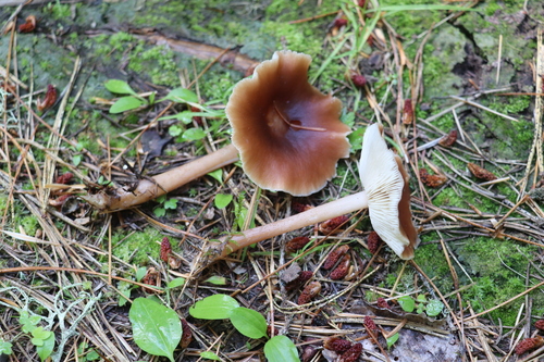 Buttery Collybia