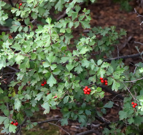 Fragrant sumac