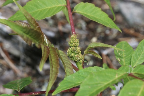 Smooth sumac