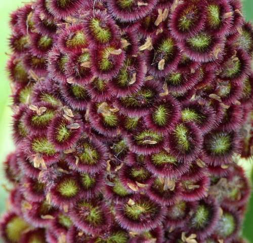 Staghorn sumac