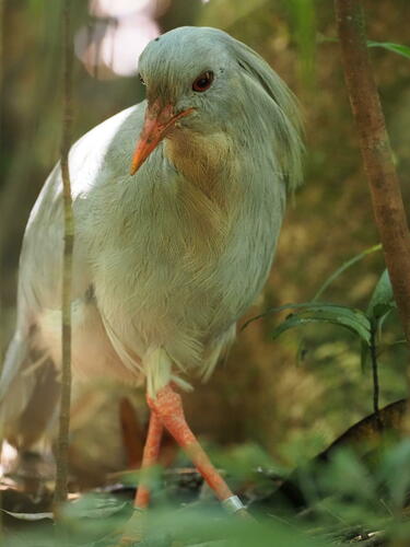 Kagu